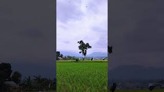 Download lagu The house next to the rice fields is very beautiful 🌱 mp3