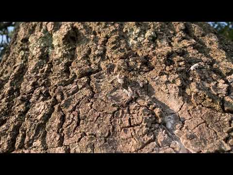 Colony of Carpenter Ants Found in an Old Tree in Allenwood, NJ