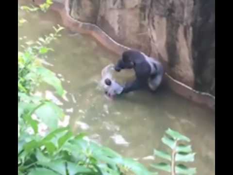 FULL VIDEO: Boy falls into Gorilla World exhibit at Cincinnati Zoo (RIP Harambe) Video