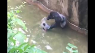FULL VIDEO: Boy falls into Gorilla World exhibit at Cincinnati Zoo (RIP Harambe)