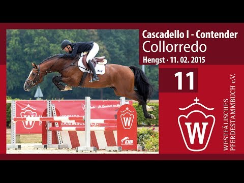 11 Collorredo  Hengst v. Cascadello I - Contender