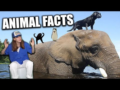 Strange & Weird Animal Facts