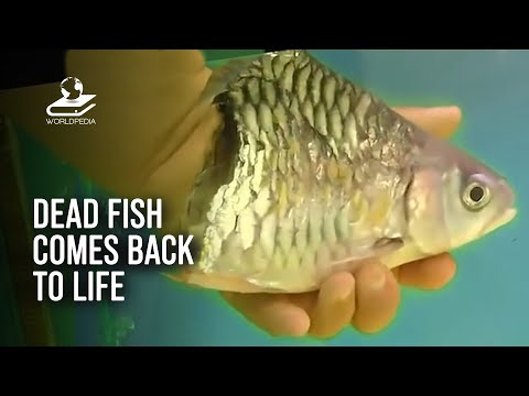 Dead Fish Comes Back To Life And Lives Without Its Body