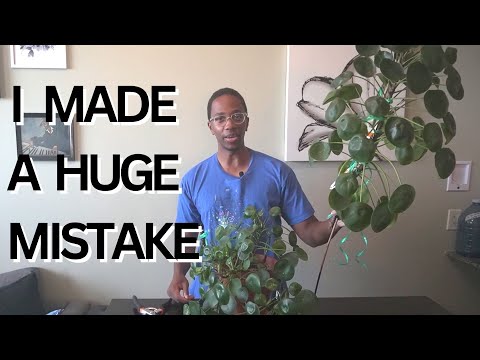 I should NOT have done this to my plant