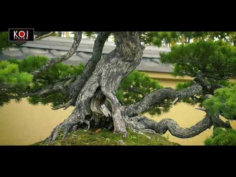 The Omiya Bonsai Art Museum - Japan for Koivision.tv