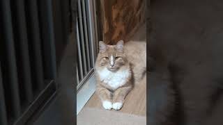 うちの猫はイケメンです #猫 #可愛い猫