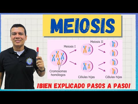 MEIOSIS. EL CICLO CELULAR. BIEN EXPLICADO