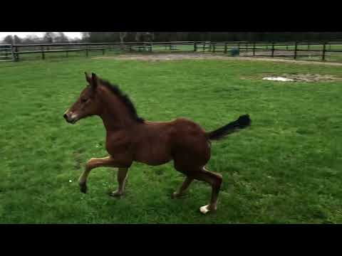 Hengstfohlen von Extra Gold 2023