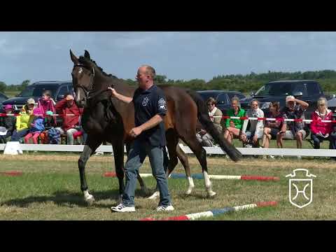NF287 Hengstfohlen von Loveless - Quarz - Colbert