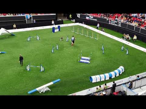 ZIPPI 3rd place Stanislav Kurochkin Large Agility AWC 2019