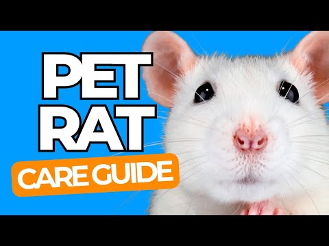 PET RAT CARE 101 - The Happy Pet Rat Guide for Beginners