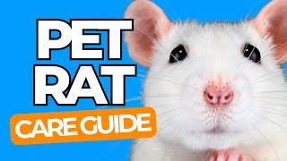 PET RAT CARE 101 - The Happy Pet Rat Guide for Beginners