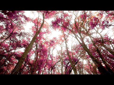 Zay Mo - “Throwin Shade” (Official Music Video)