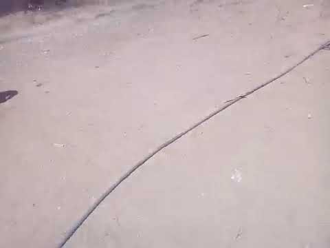 moli moli vs nicolino loche