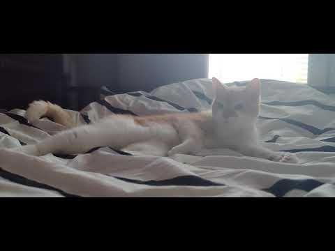 Cat reacts to Turbo Killer by Carpenter Brut