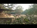 Beautiful Deers In Delhi Zoo Delhi Zoo All Animals