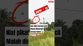 Download lagu JAKPOT ‼️ Niat Pikat Burung Kecil MALAH DIDATENGIN BURUNG MAHAL 😱 #pikatburung #paruhbengkok #shorts mp3 Download lagu JAKPOT ‼️ Niat Pikat Burung Kecil MALAH DIDATENGIN BURUNG MAHAL 😱 #pikatburung #paruhbengkok #shorts mp3