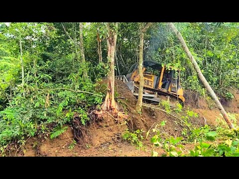 ACHTUNG!! Der Dozer hat einen großen Baum im Wald umgeworfen und ist fast auf Menschen gefallen