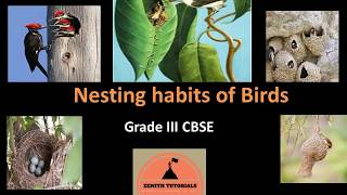 Nesting Habits of Birds