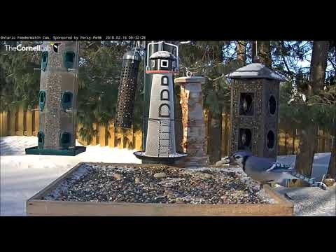 Ruffed Grouse & Blue Jay meet.... almost   09 32      Video  2018 02 16 094551