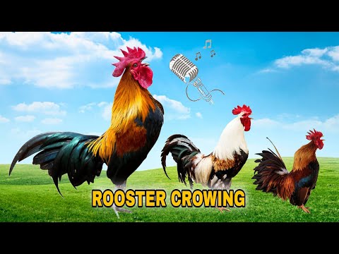 ROOSTER CROWING COMPILATION - rooster crowing sounds effect 2022