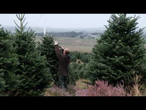 フレイザー・ファー