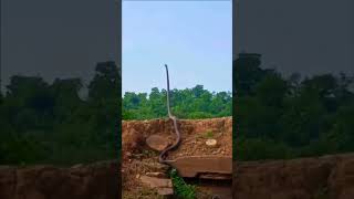 Download lagu Worldβs biggest king cobra #biggest #kingcobra mp3 Download lagu Worldβs biggest king cobra #biggest #kingcobra mp3
