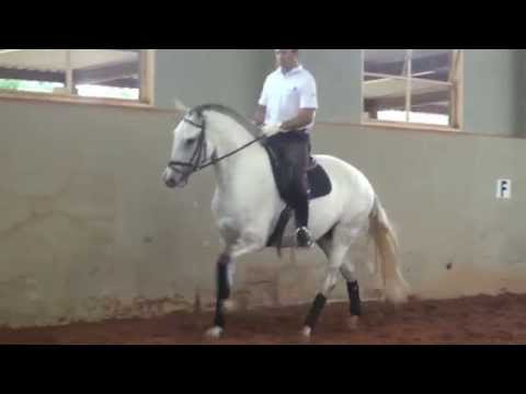 Cavalo Lusitano - FLAMBADA IGS - Coudelaria Lusobrasileira