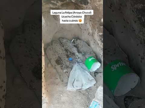 Desastre Laguna La Felipa Ucacha Córdoba matan peces y no los llevan 😡 #pescando #pesca #fishing