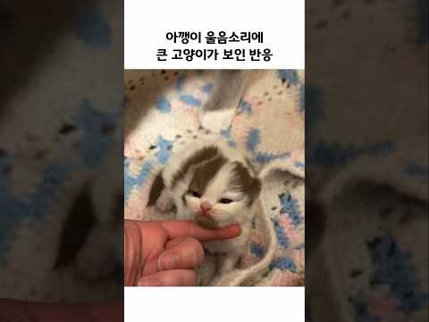 아깽이 울렸다가 참교육당한 강아지