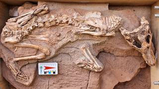 Esse Fósseis de 80 Milhões de Anos CHOCOU os Paleontólogos!