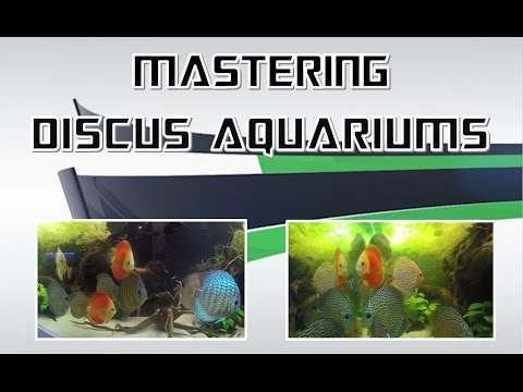 Mastering Discus Aquariums