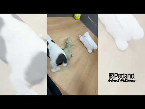 Jack Russell Terrier - 40011 video preview