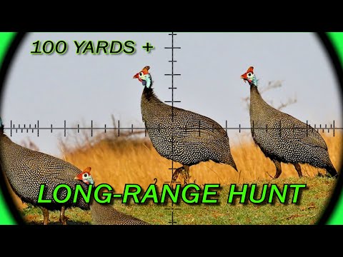 Long-Range Airgun | FX Crown MK2 | Furiosa | 21gr Slugs | Guineafowl | Airgun Pest Control