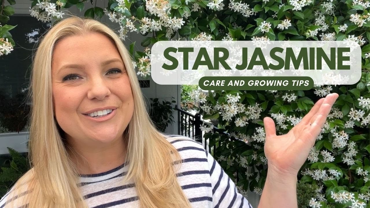 Star Jasmine Care & Growing Tips