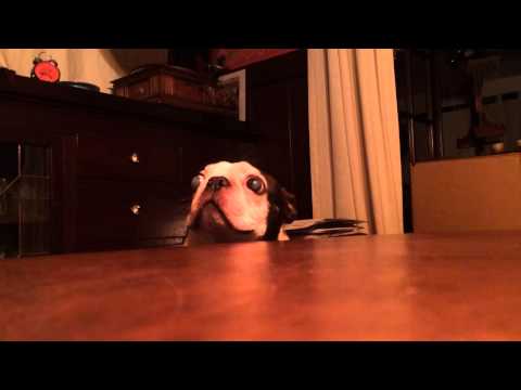 Jugando con mi Boston terrier