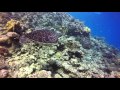 Video Coral Garden Hausriff, Ende Oktober / Anfang November 2015