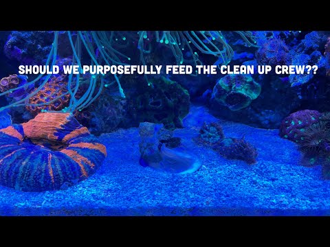 Feeding the clean up crew. (Urchins,stars and snails)