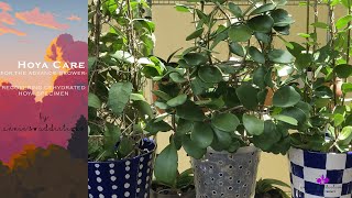 Download Lagu Hoya care for the advanced grower | Recovering a dehydrated hoya specimen Thumbnail