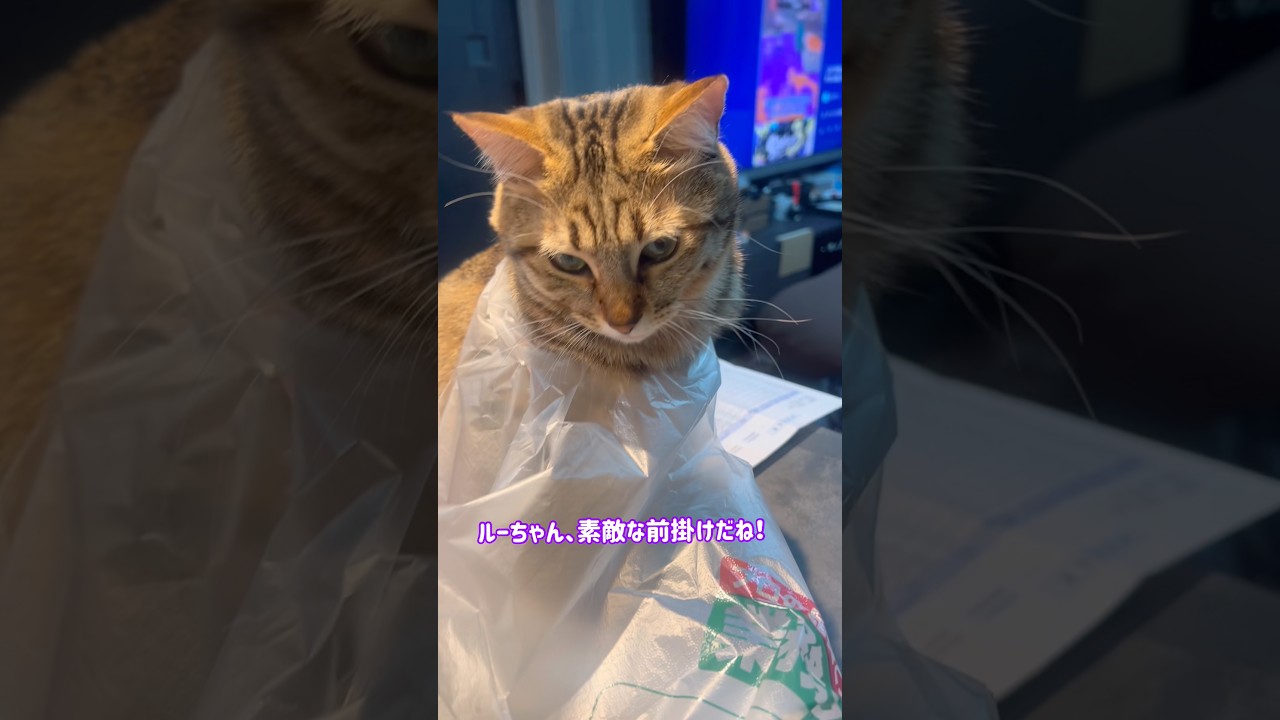 いつでもどこでもおっとり、ルナちゃん！！