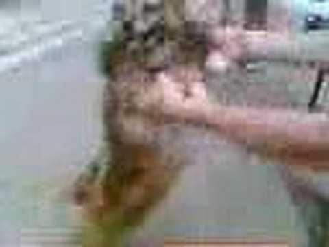 Rex Dancer From Trecenta