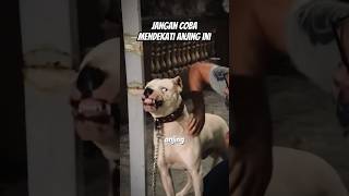 Download lagu Dogo Argentino Hunting dog #shorts mp3 Download lagu Dogo Argentino Hunting dog #shorts mp3