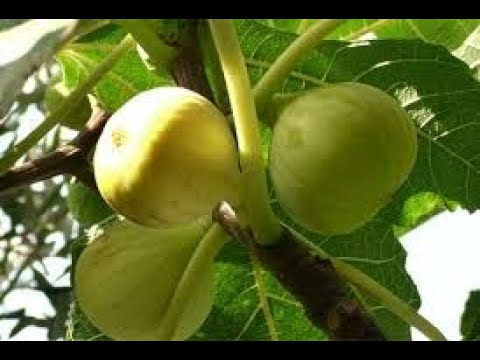 SMOKVA - Zaštita stabla smokve