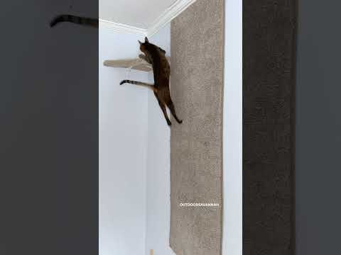 Carpet Wall for a Cat #cat