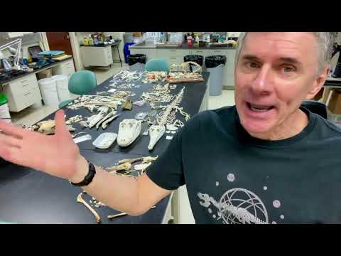 Random Act of Anatomy - tour of in-progress skeletons