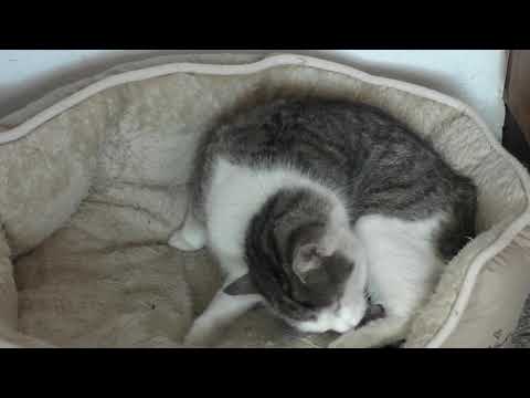 Katzengeburt 27. 04. 2019