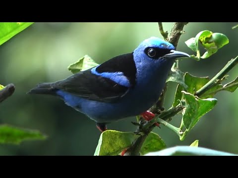 Red-legged Honeycreeper, Birds of Costa Rica