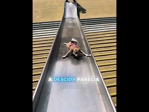 OS PIORES ESCORREGÕES DOS CACHORROS 🐶😂