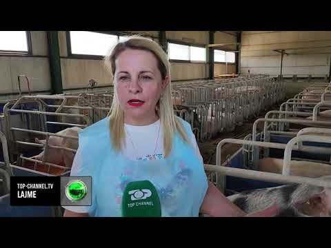 Top Channel/ Fermerja e kafshëve/ Patos, arrin të rrisë 3 mijë derra në një vit