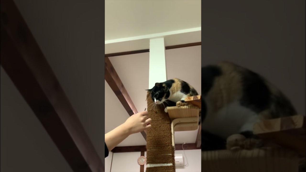 おいしいの？ぺろっ😋 それ美味しいの？#保護猫#猫好き #shorts